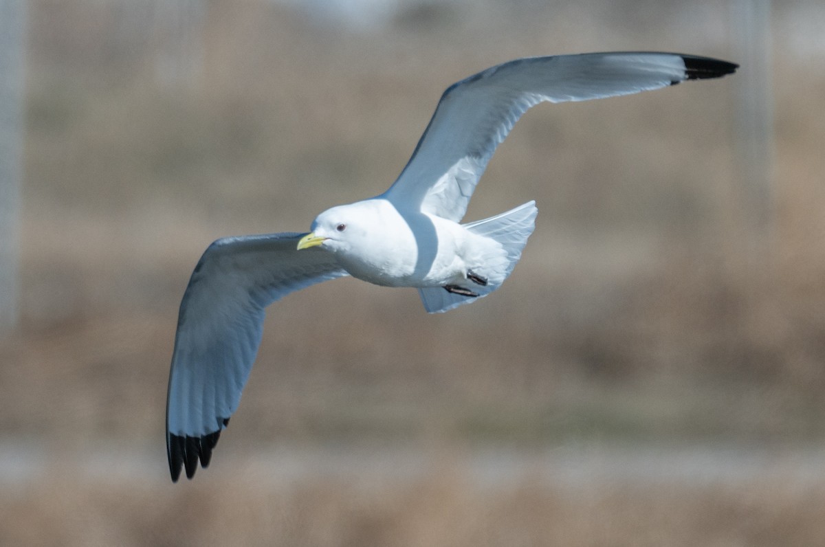 Black-legged Kittiwake - ML326388571