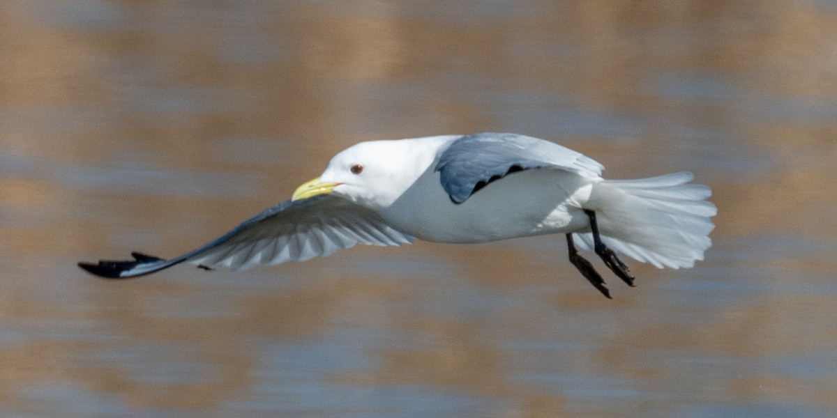 Black-legged Kittiwake - ML326388591