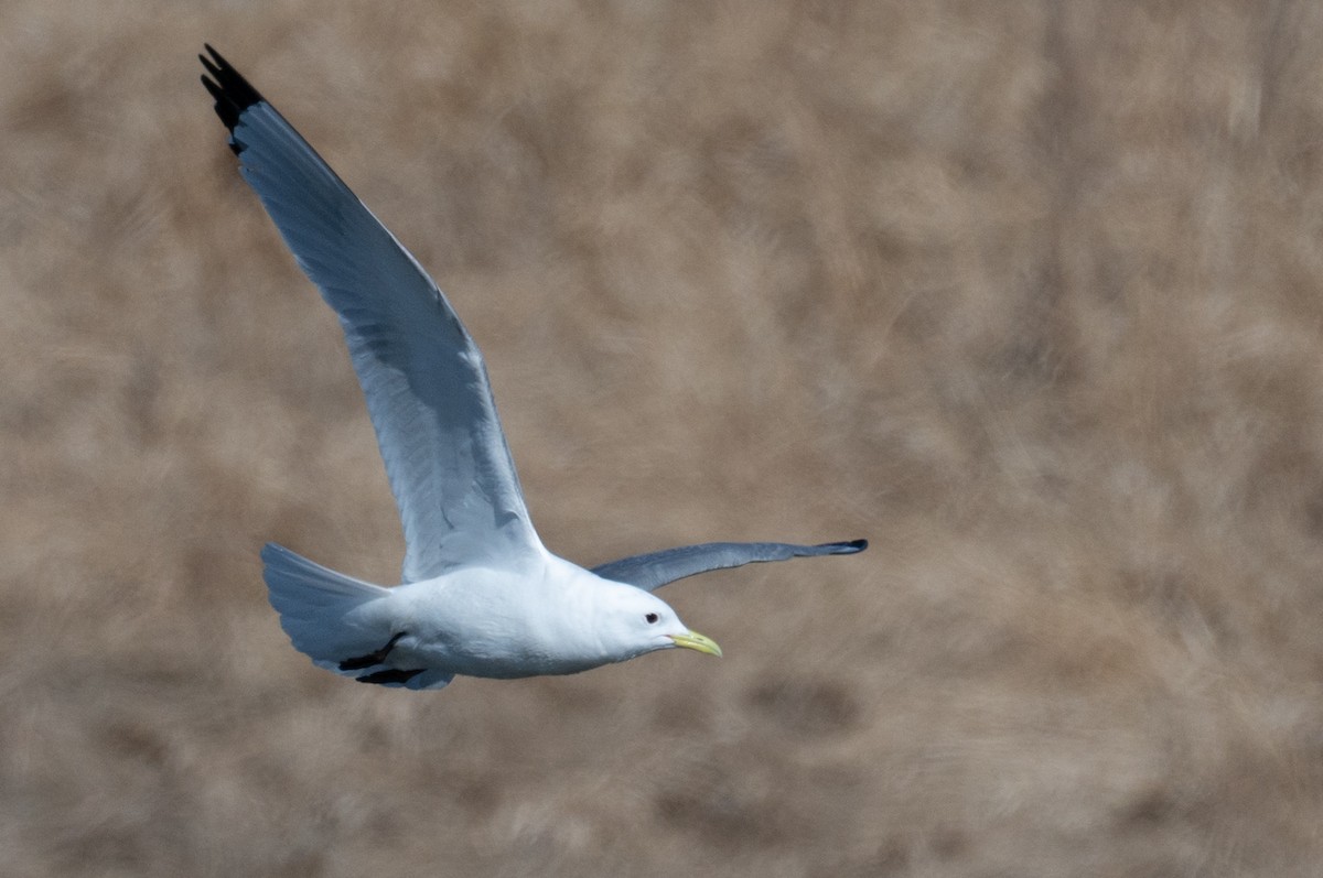 Black-legged Kittiwake - ML326388601