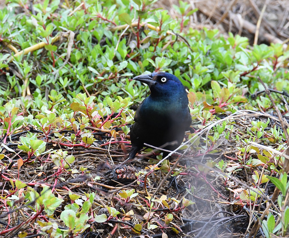 Common Grackle (Bronzed) - ML326388891
