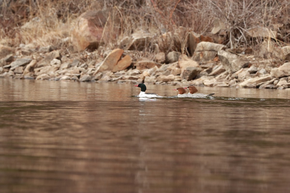 Common Merganser - ML326389091