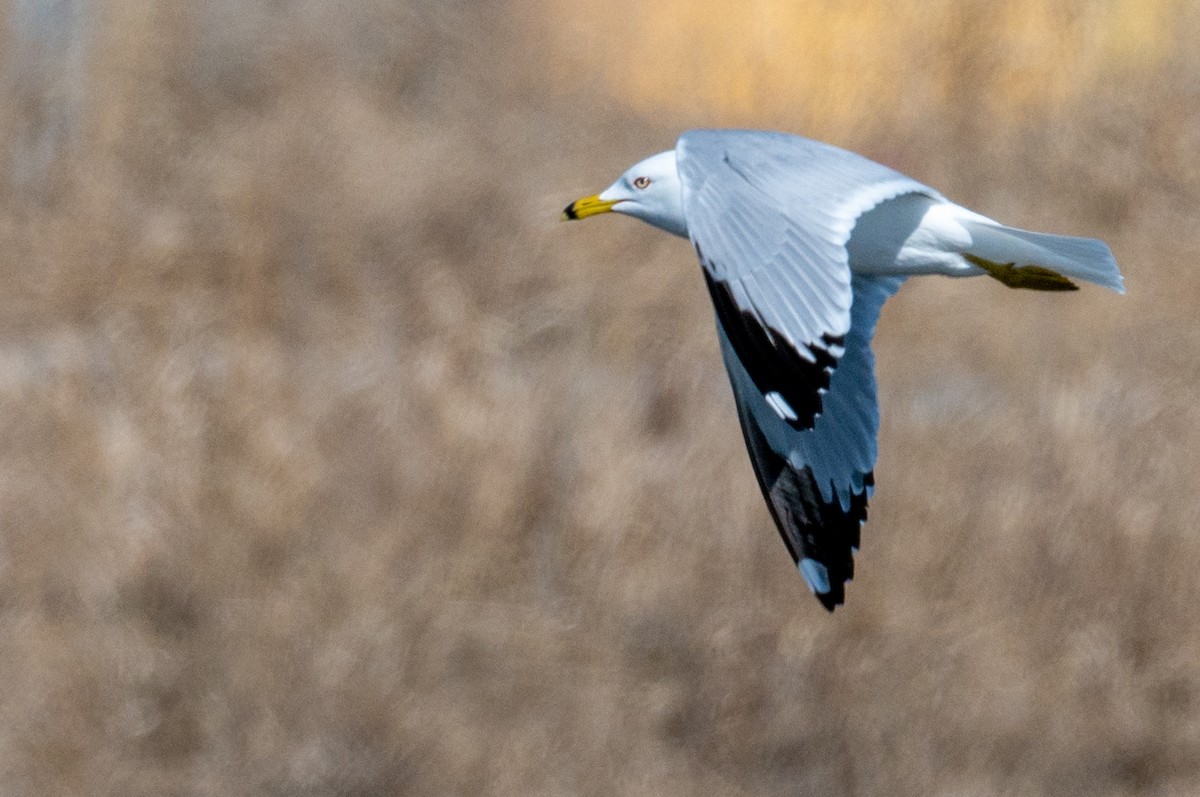 Ring-billed Gull - ML326389361