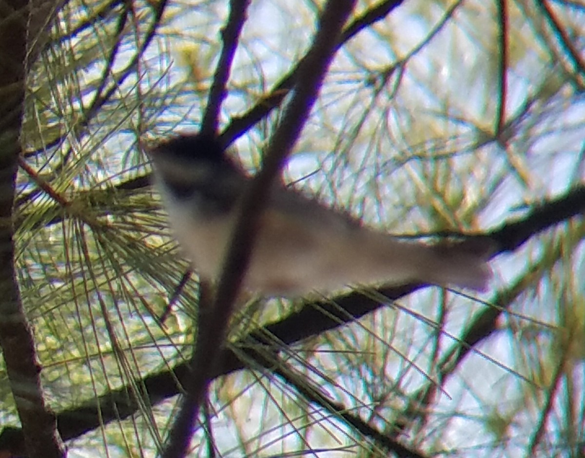 Blackpoll Warbler - ML326389691