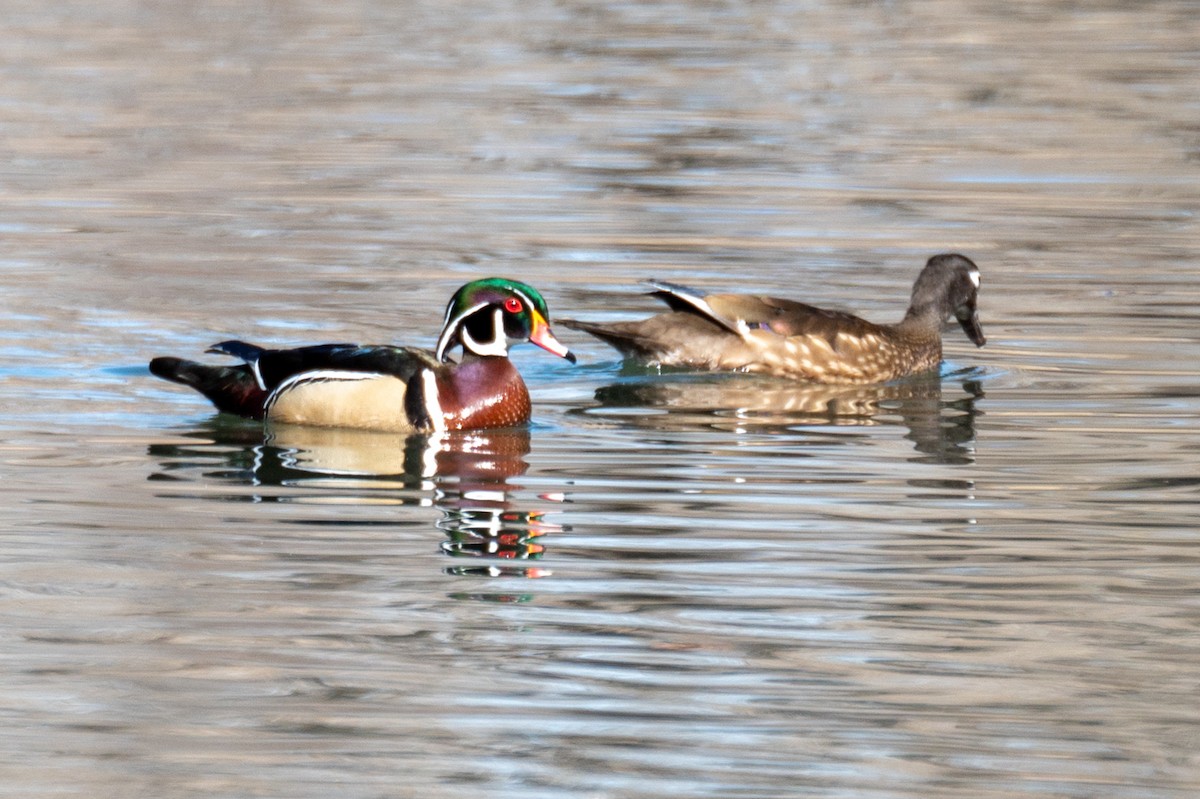 Wood Duck - ML326389911