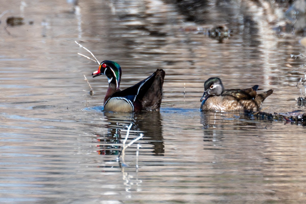 Wood Duck - ML326389931