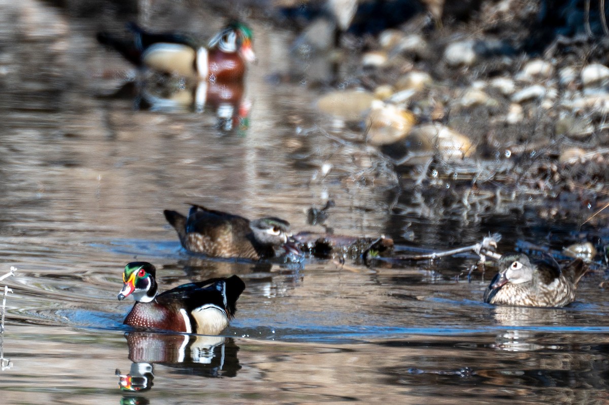Wood Duck - ML326389941
