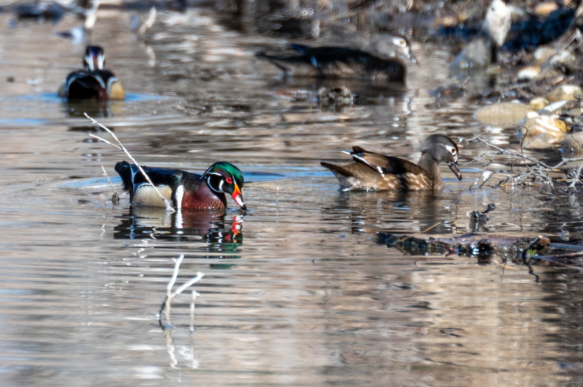 Wood Duck - ML326389961