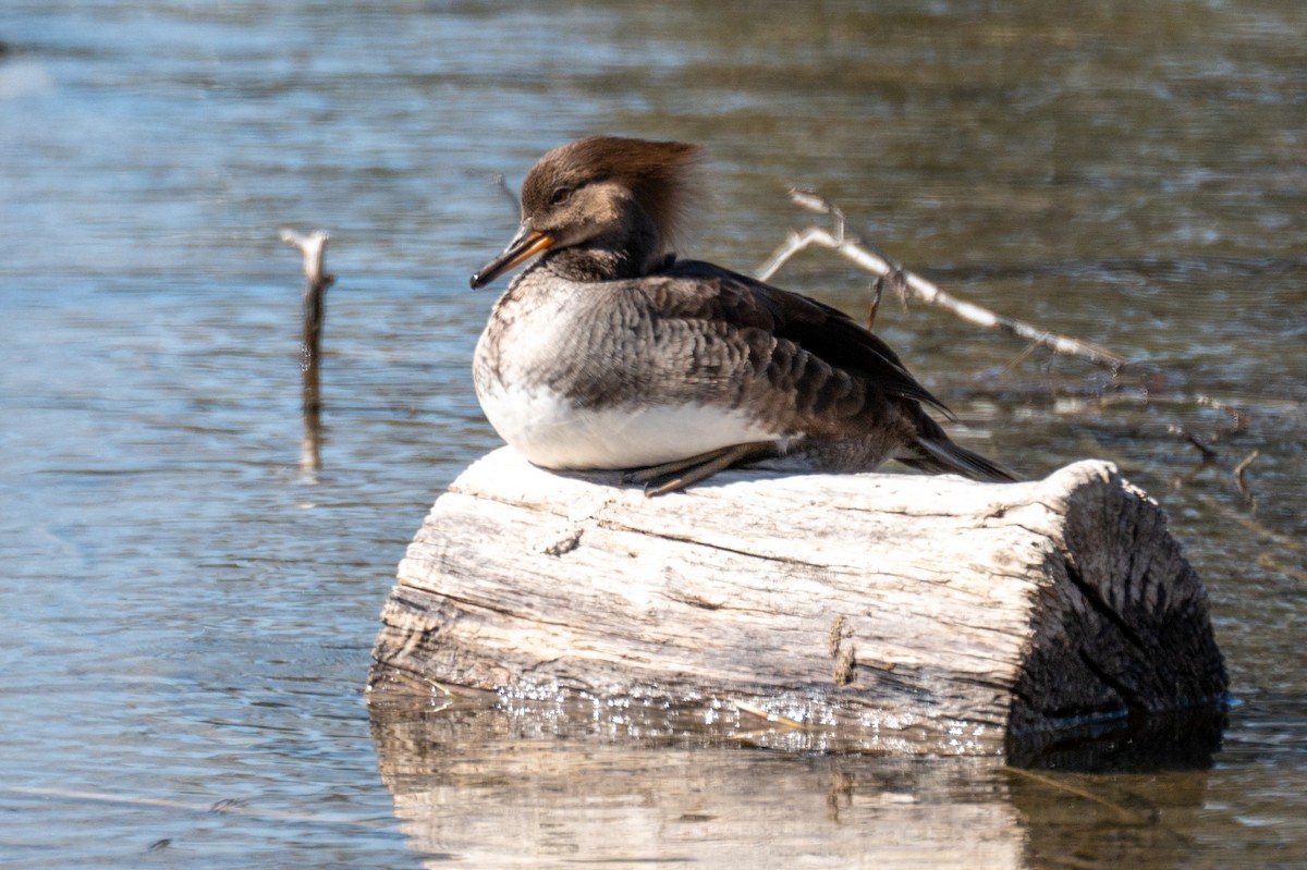 Hooded Merganser - ML326389981