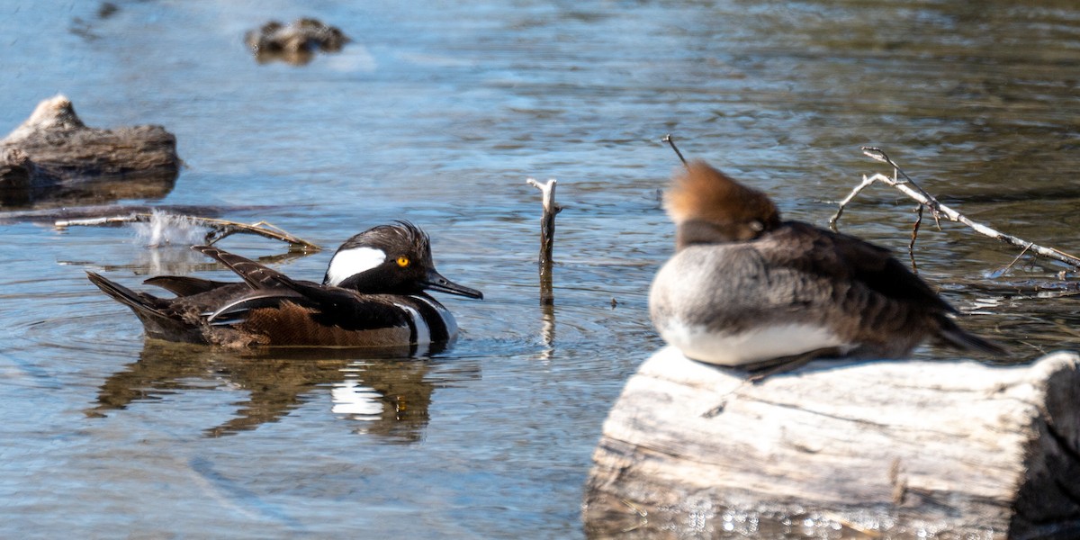 Hooded Merganser - ML326390001