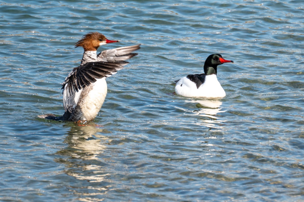Common Merganser - ML326390161
