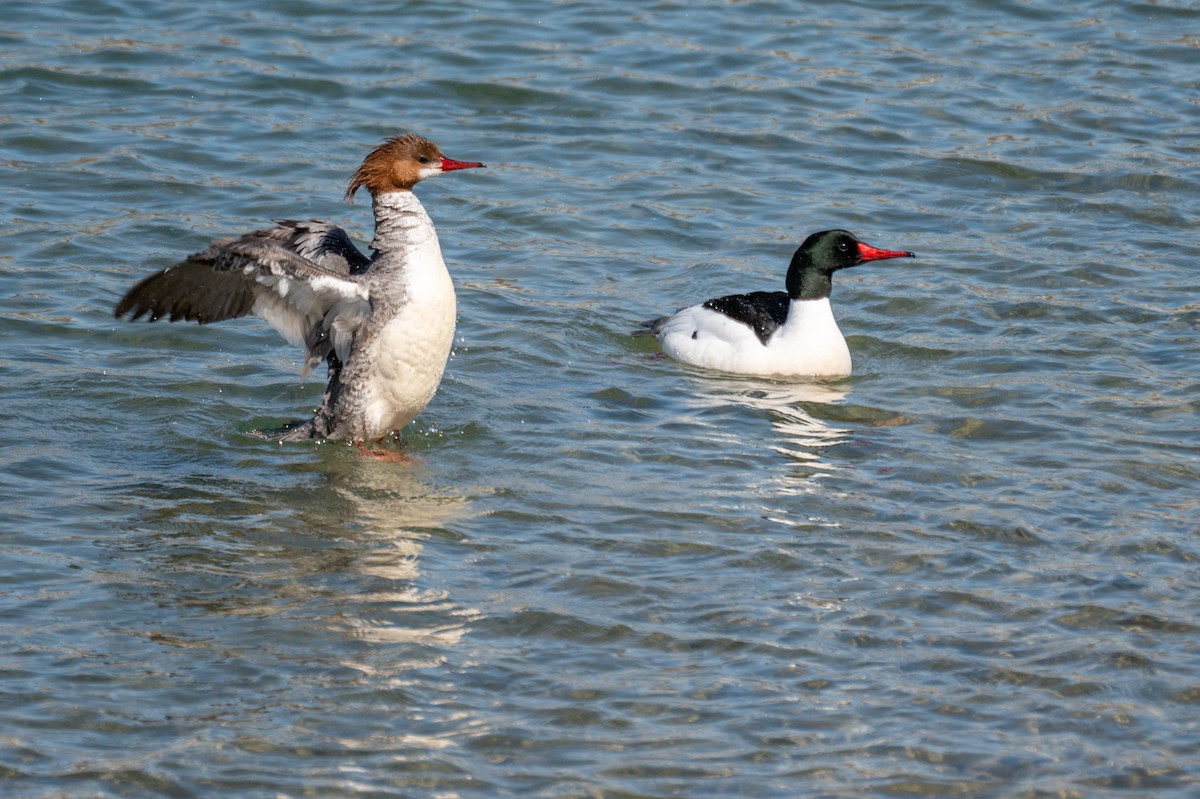Common Merganser - ML326390181