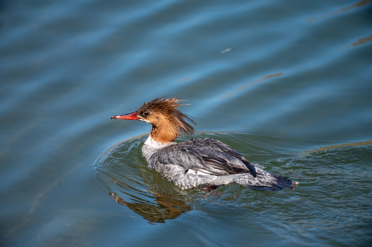 Common Merganser - ML326390231