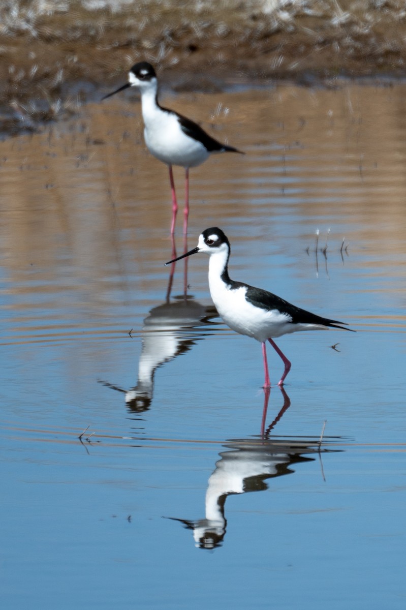 Black-necked Stilt - ML326390681