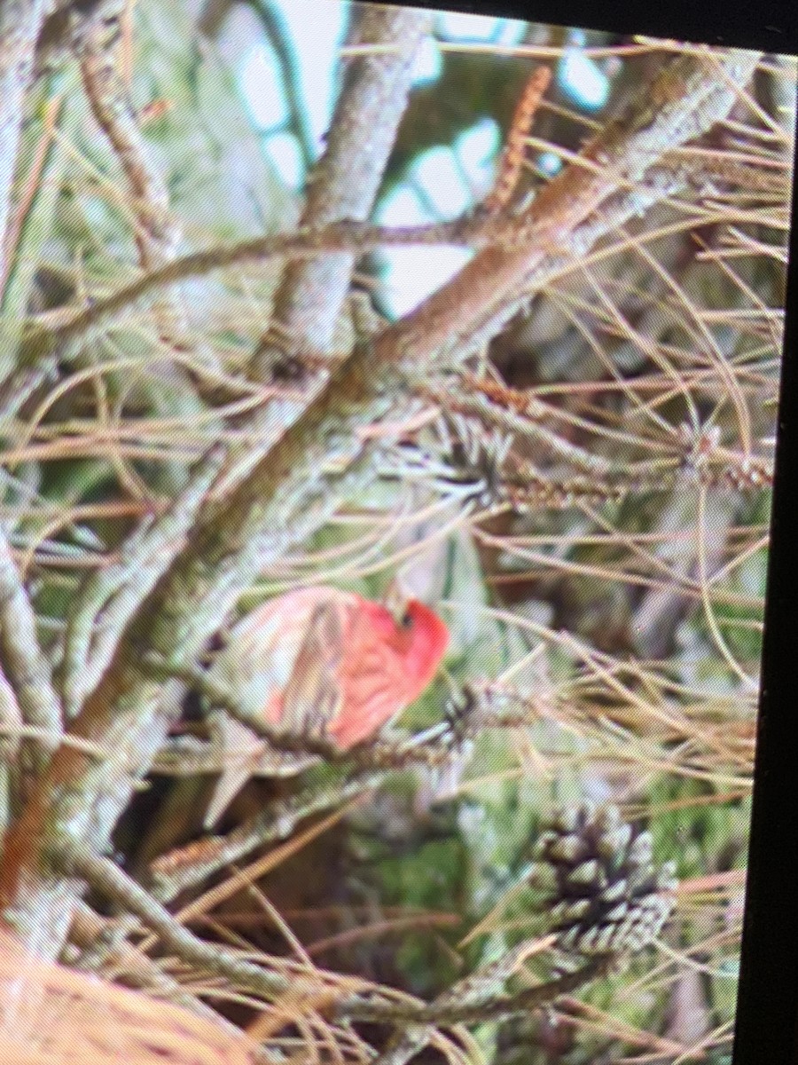 House Finch - ML326392171