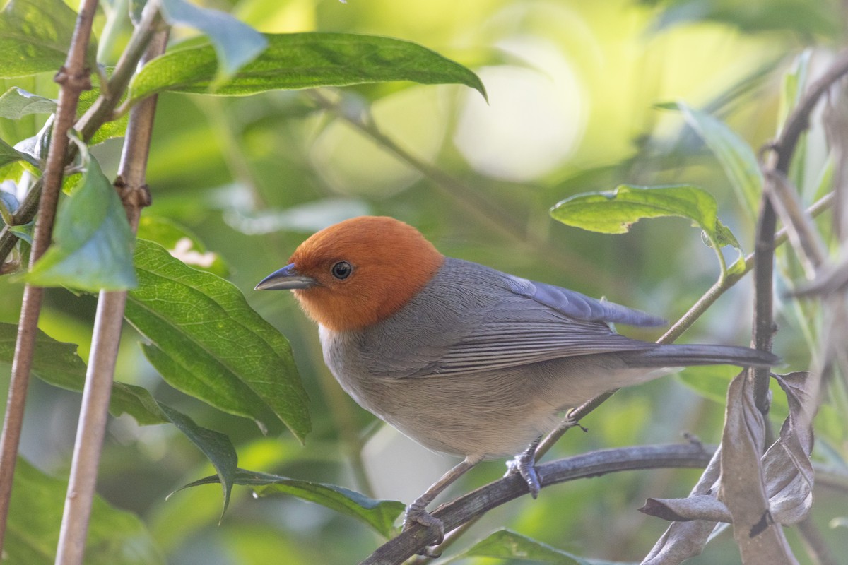 Fulvous-headed Tanager - ML326394231