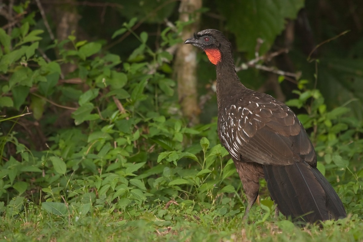 Yungas Guan - Michel Gutierrez