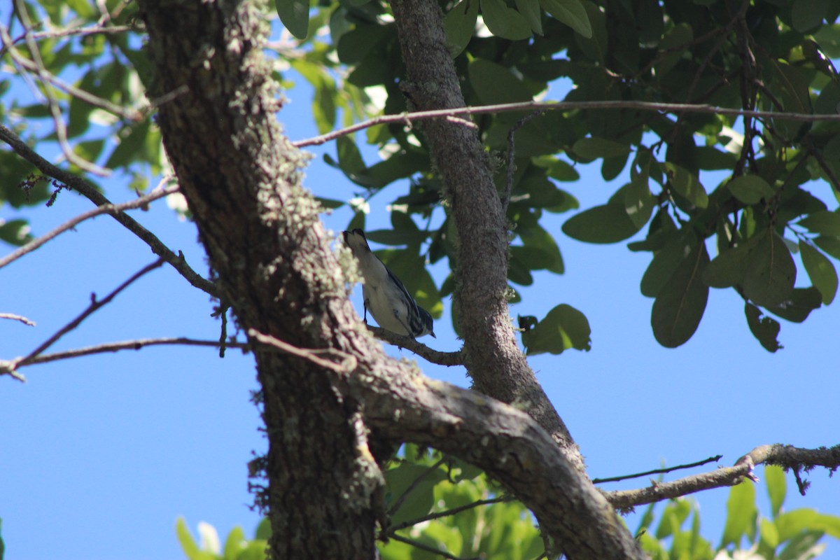 Cerulean Warbler - ML326397851