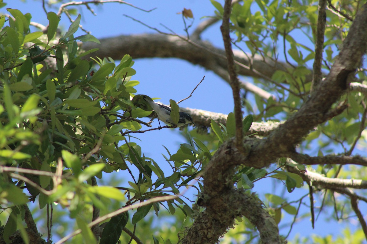Cerulean Warbler - ML326397901