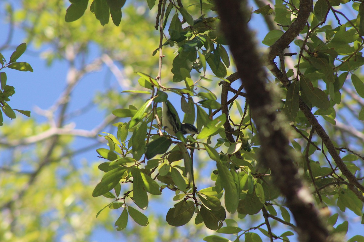 Cerulean Warbler - ML326397911