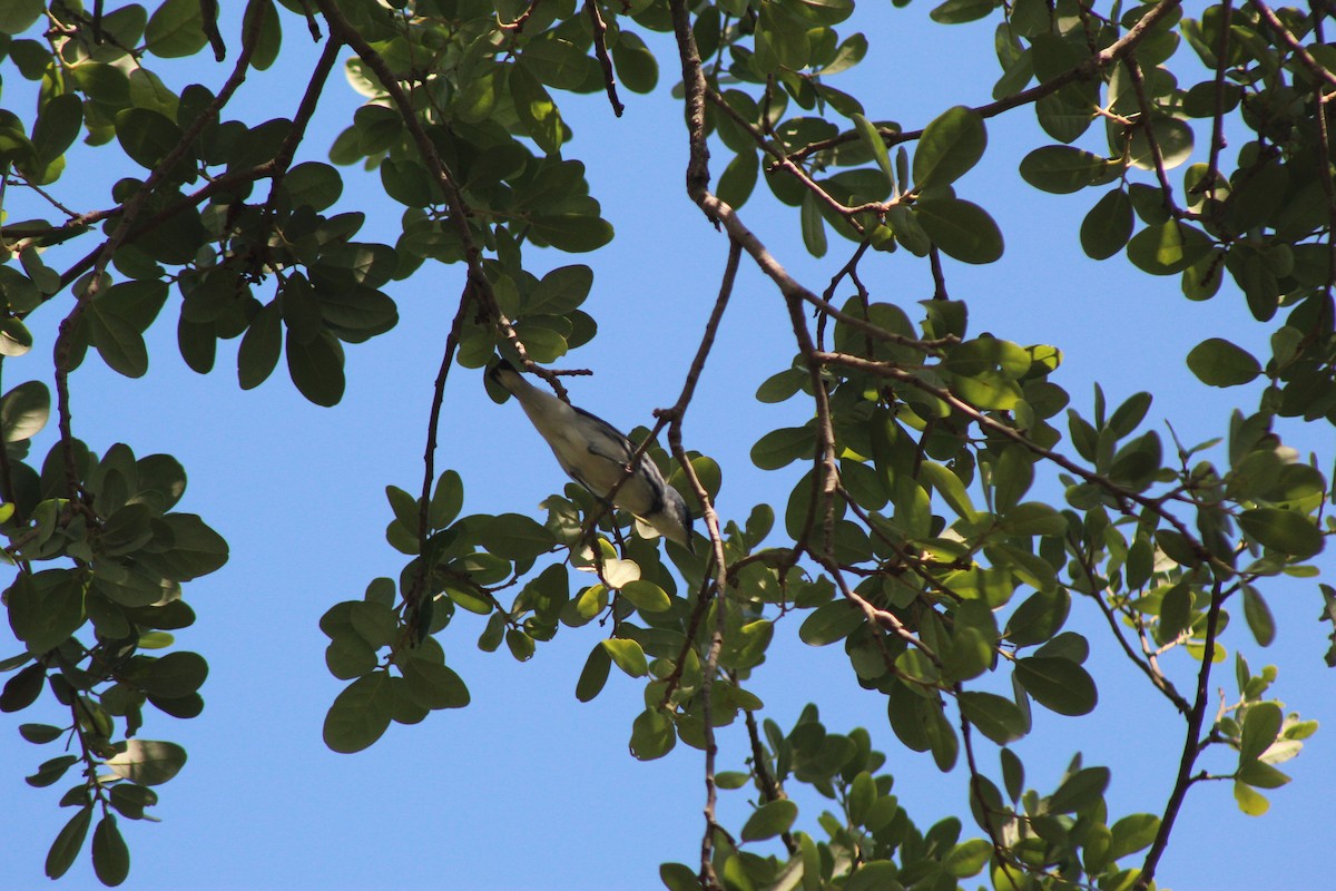 Cerulean Warbler - ML326397941