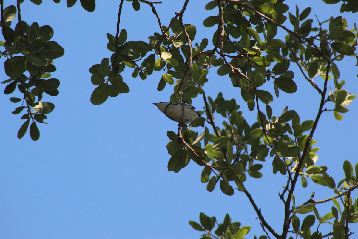 Cerulean Warbler - ML326397961