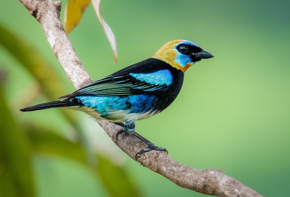 Golden-hooded Tanager - ML326398381