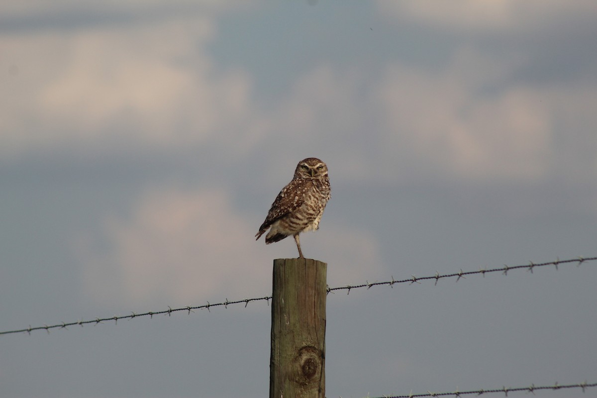 Burrowing Owl - ML326400041