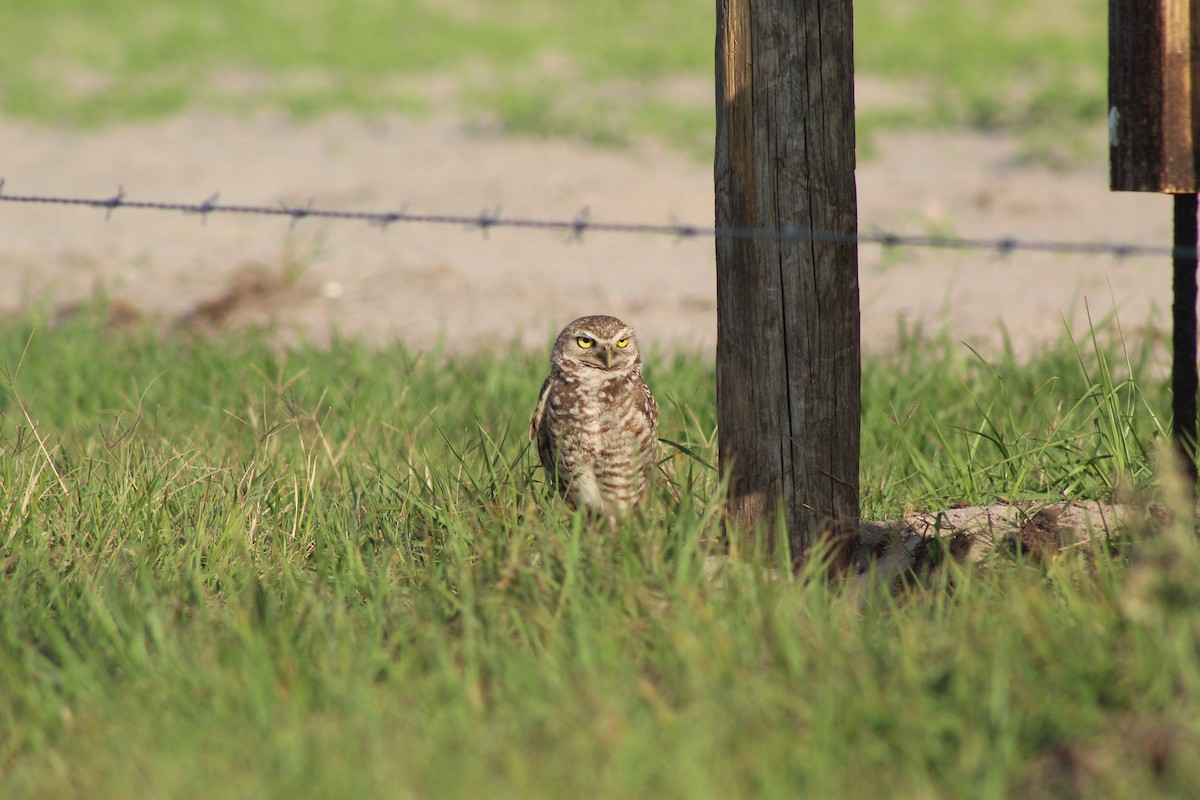 Burrowing Owl - ML326400111