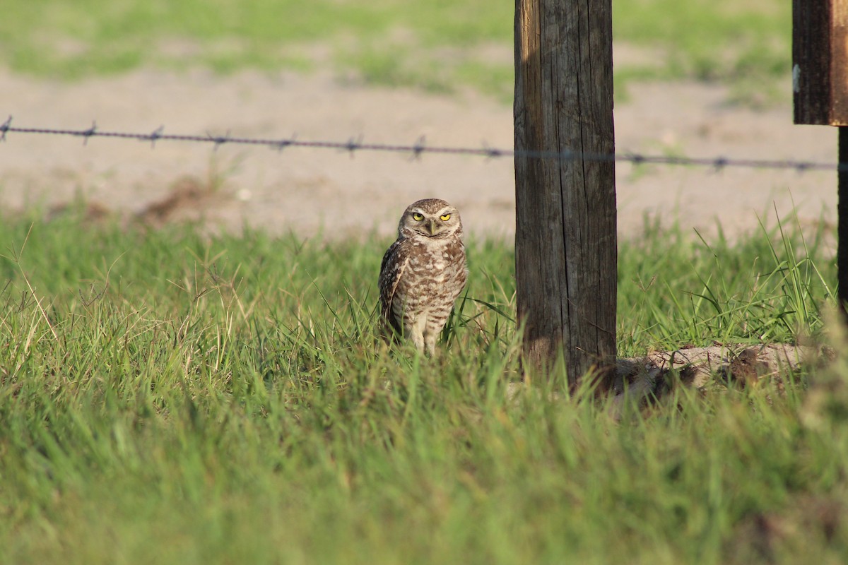 Burrowing Owl - ML326400121