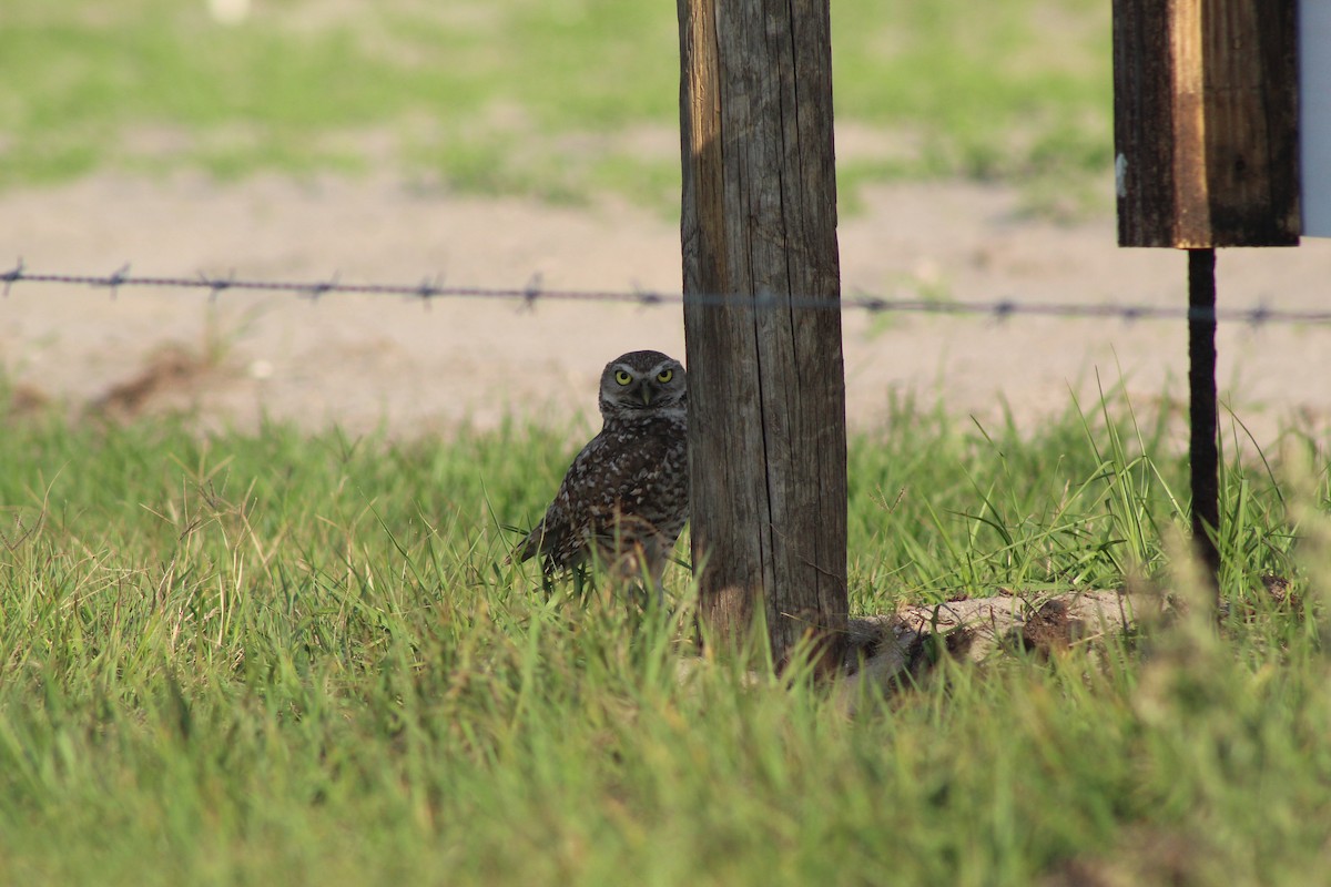 Burrowing Owl - ML326400131