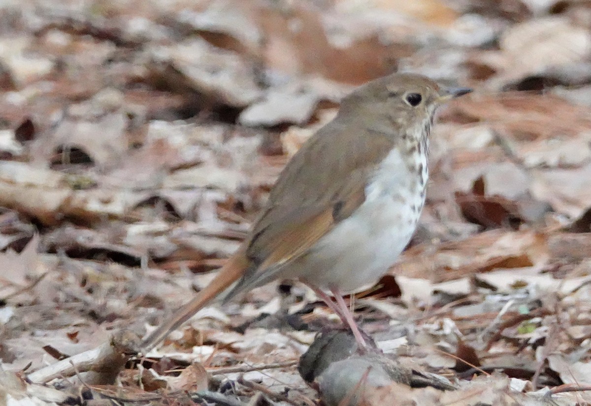 Hermit Thrush - ML326405031