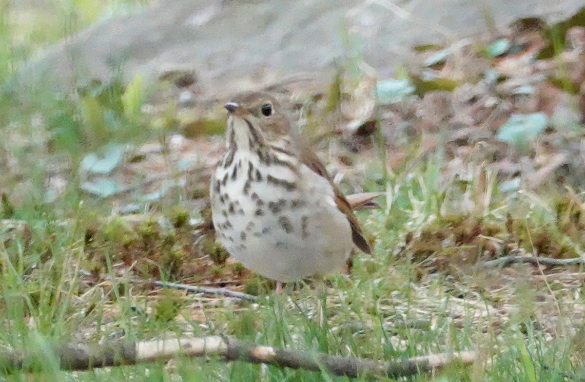 Hermit Thrush - ML326405101