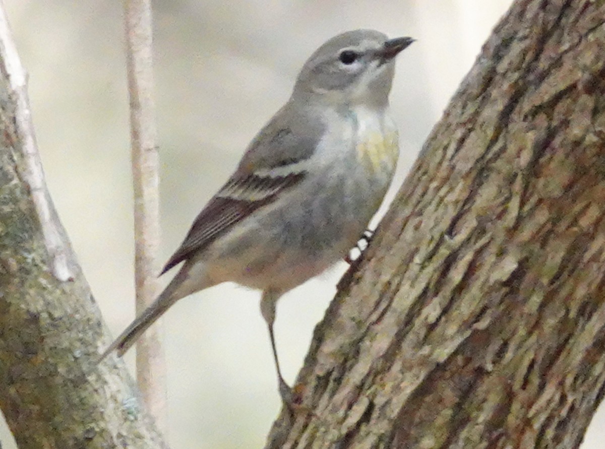 Pine Warbler - Cynthia Ehlinger