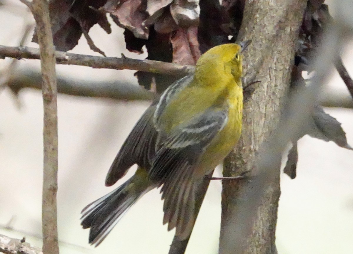 Pine Warbler - Cynthia Ehlinger