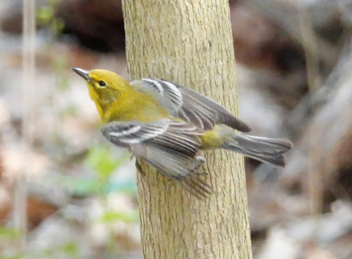 Pine Warbler - Cynthia Ehlinger