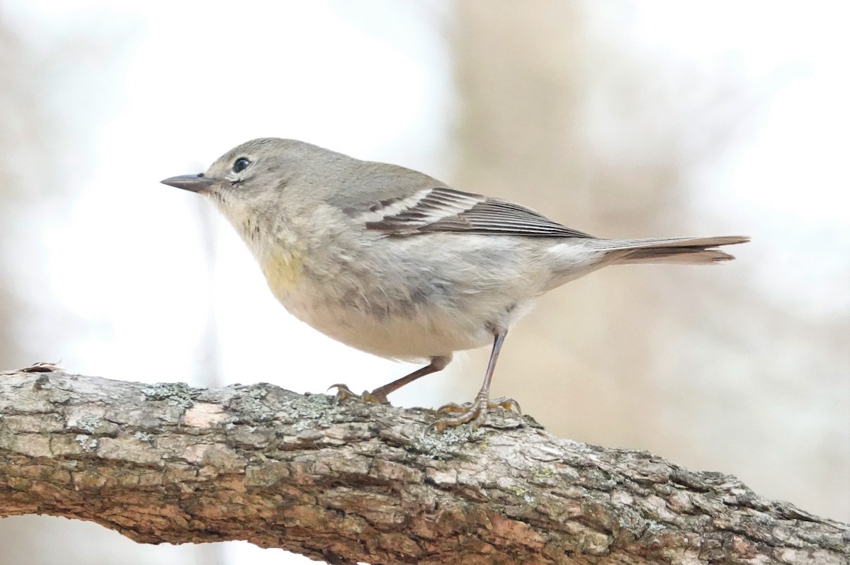 Pine Warbler - Cynthia Ehlinger