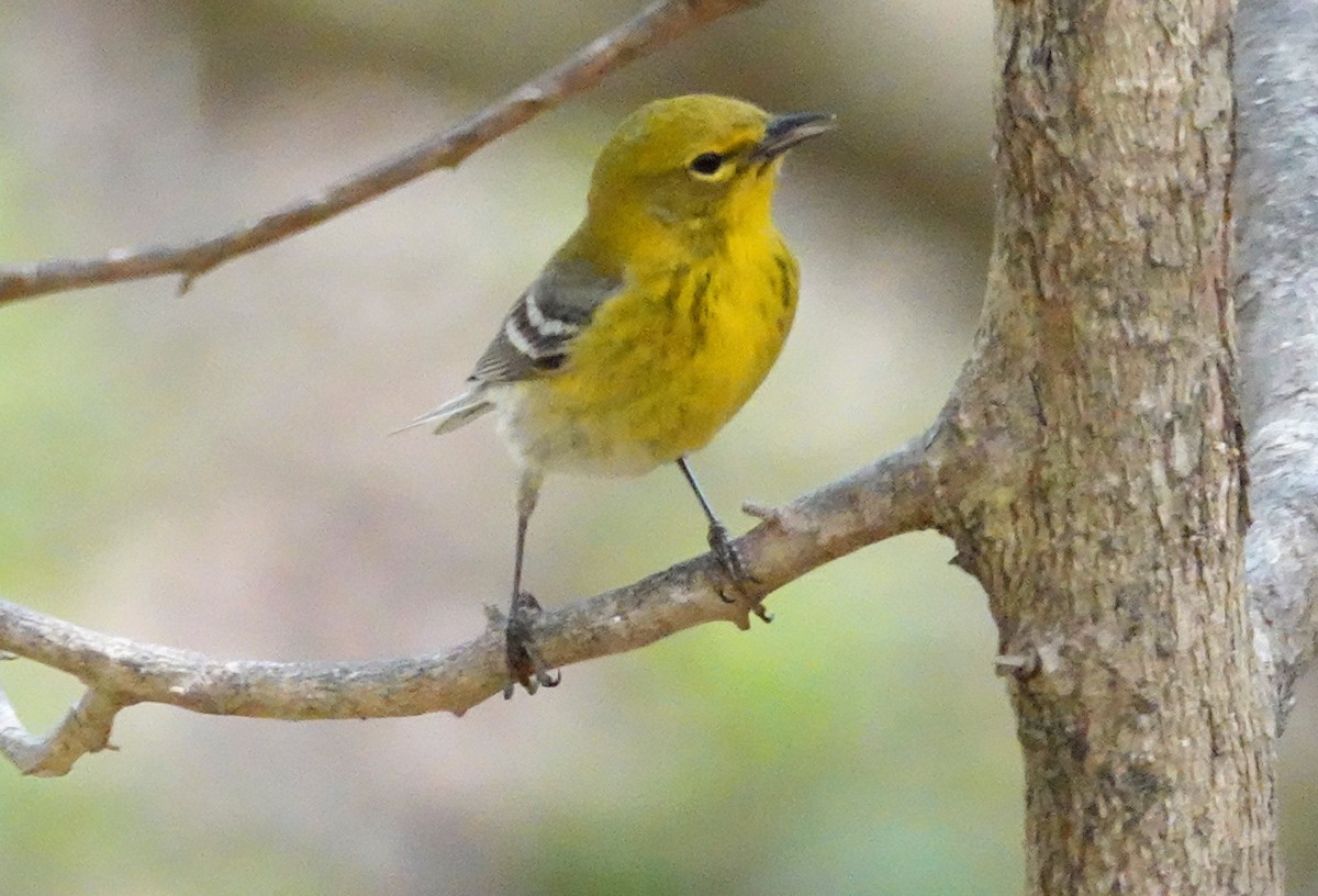 Pine Warbler - Cynthia Ehlinger