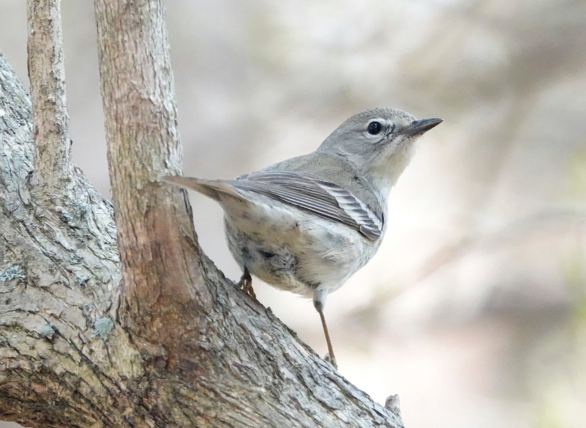 Pine Warbler - ML326405511