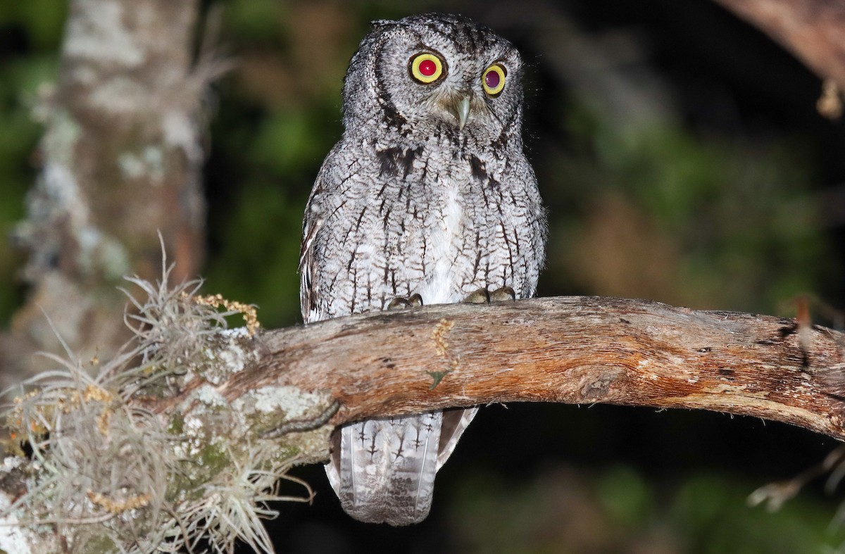 Eastern Screech-Owl - ML326405761