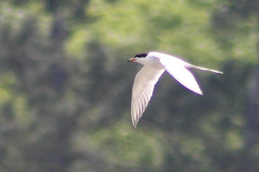 Forster's Tern - ML326406901