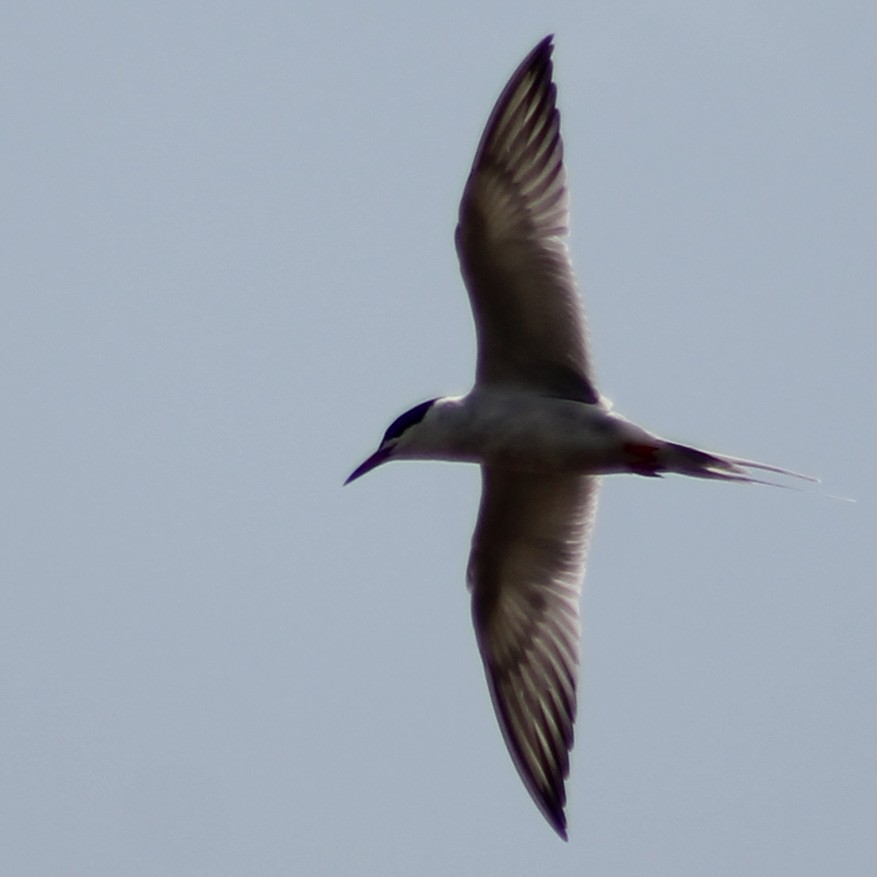 Forster's Tern - ML326406931