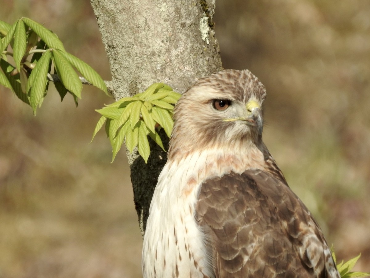 Red-tailed Hawk - ML326406971