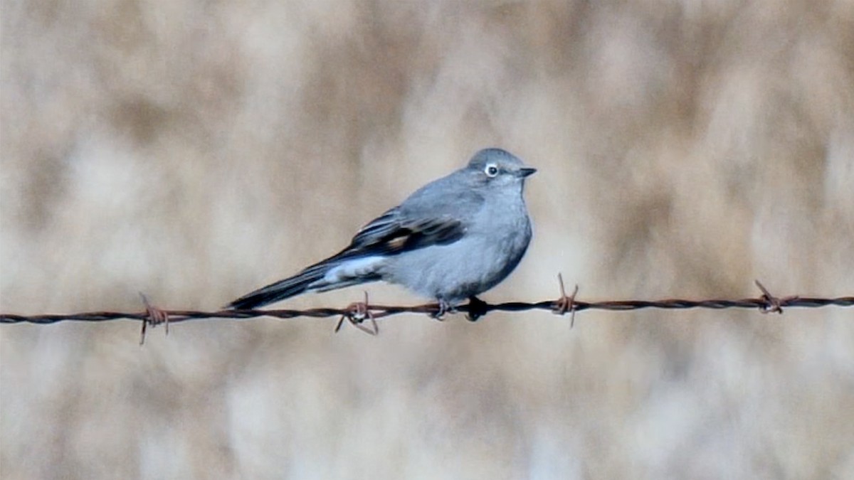 Townsend's Solitaire - ML326410411