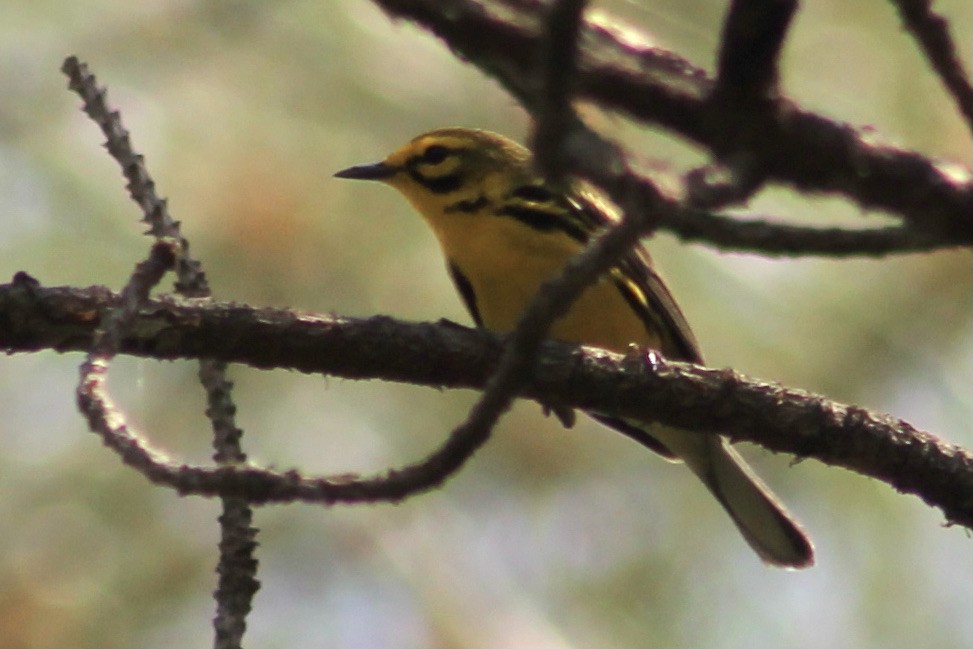 Prairie Warbler - ML326411221