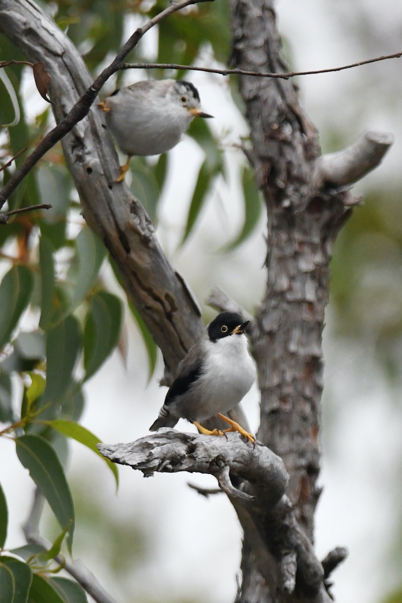 Varied Sittella (Black-capped) - ML326411361