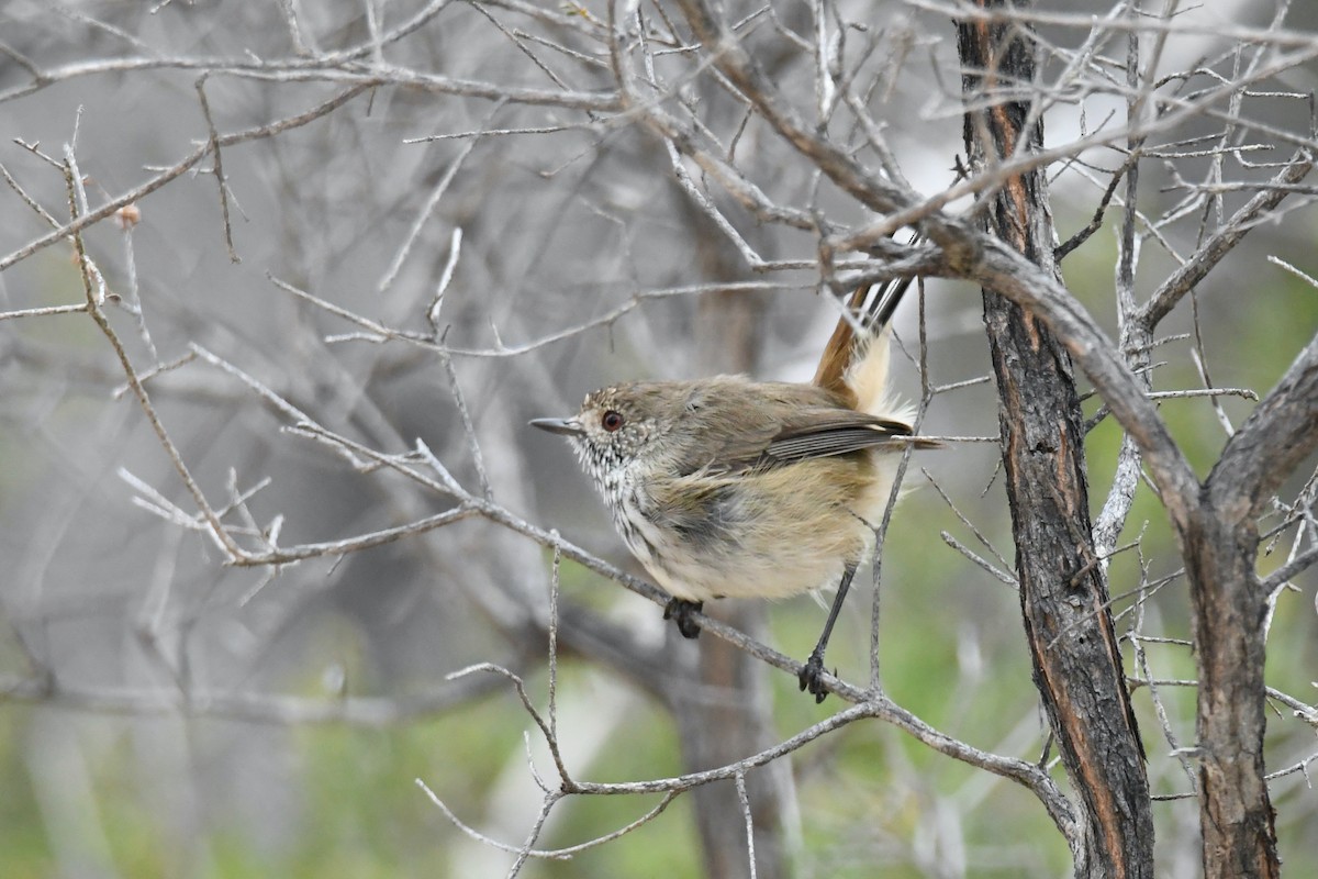Inland Thornbill - ML326411481
