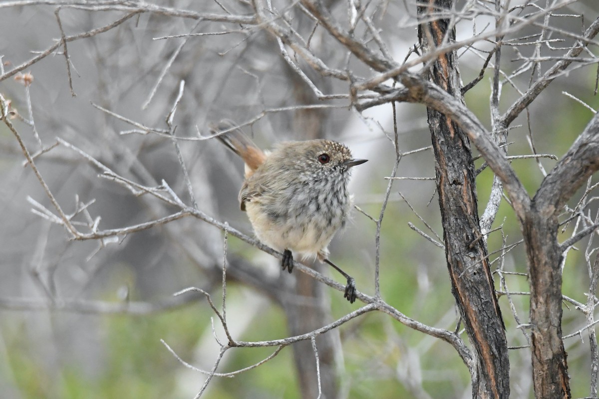 Inland Thornbill - ML326411601