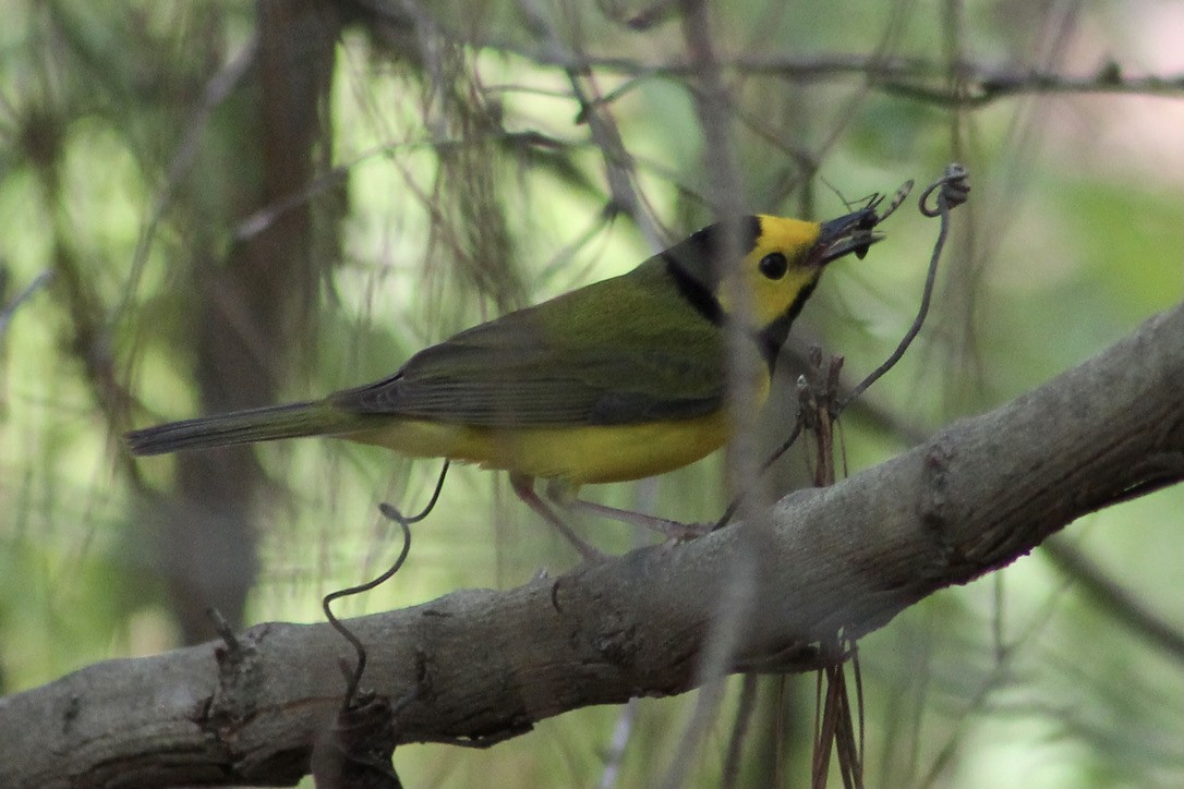 Hooded Warbler - ML326411611