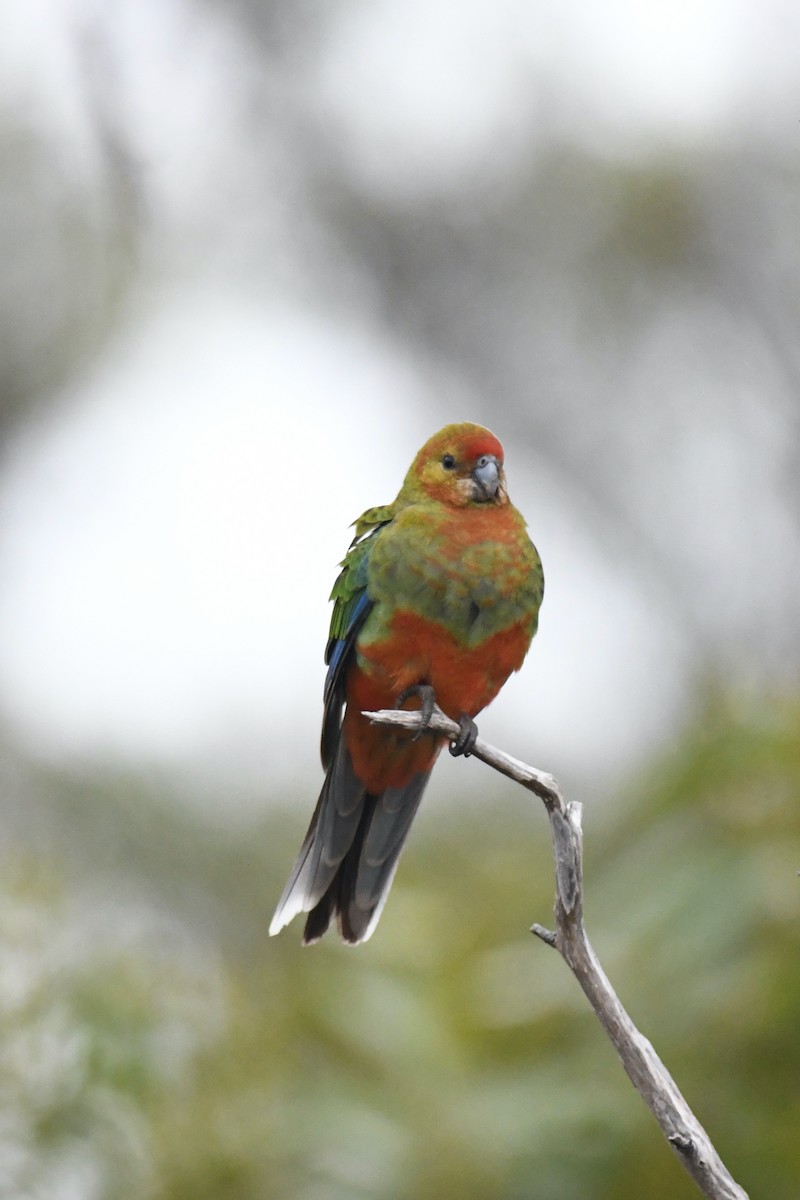 Western Rosella - ML326411631