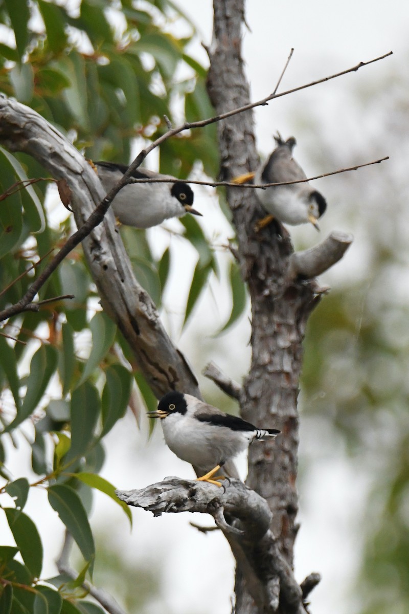 Varied Sittella (Black-capped) - ML326411641
